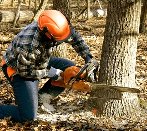 Tree Removal in Bland, VA